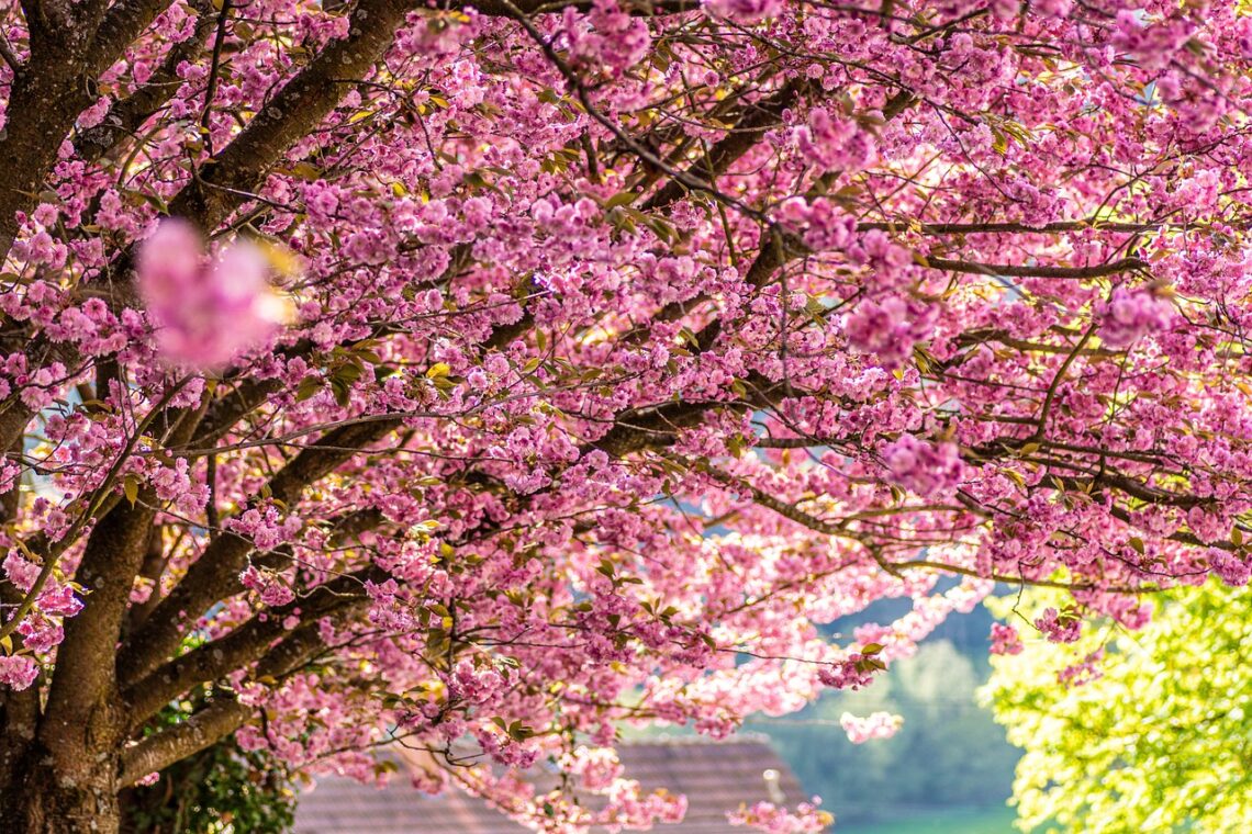 sakura